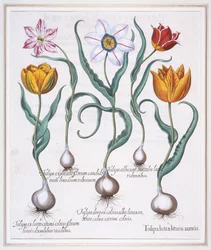 Tulipa Lutea Lituris Aureis, Połamany żółty tulipan typu sylvestris, 1613.