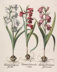 Mieczyk italicus czerwony kwiat, 1613