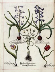 Hiacynt i tulipan z 