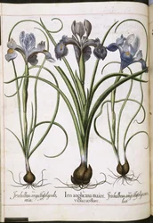Iris, z 