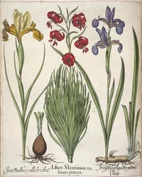 Iris, z 