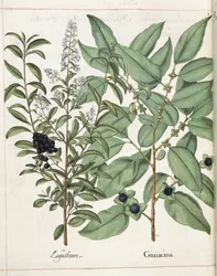 Ligustrum i Guiacana z „Hortus Eystettensis”