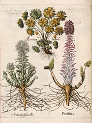 Petasites, z 