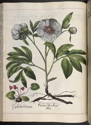 Tablica 106: Cyklamen Vernum, Paonia Mas flore albo, z Hortus Eystettensis, Basilius Besler
