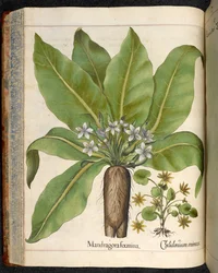 Płyta 29: Mandragora femina (Mandragora), z Hortus Eystettensis, Basilius Besler
