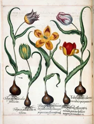 Tulipan z 