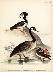 Bernikla kanadyjska, kaczka mandarynka i nurogęś z kapturem. 1855 (litografia)