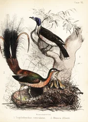 Friarbird i Lyrebird. 1855 (litografia)