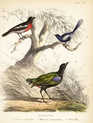 Pacyficzny rudzik, białoskrzydła wróżka i tęczowa pitta. 1855 (litografia)