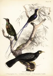 Rajski zimorodek, strzelec Victorii i wymarły huia. 1855 (litografia)