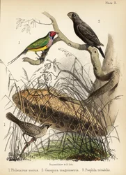 Towarzyski tkacz, zięba pospolita i zięba gouldiańska. 1855 (litografia)