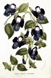 Torenia Asiatica pulcherrima, z „Horto Van Houtteano” Louisa van Houtte (1810-76) c.1860 (chromolitho)
