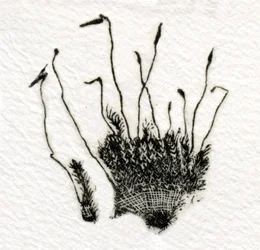 Budding Moss, 2014, (drewnoryt na gampi)
