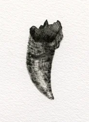 Feline Tooth, 2014, (drewno na papierze)