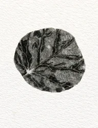 Liść, 2014, (drewno na papierze)