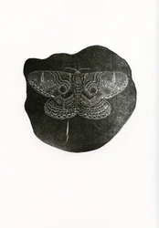 Nocny motyl, 2016, (drewno na papierze)