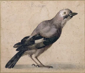A Jay