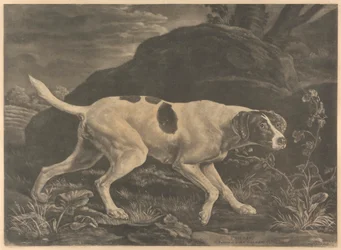 [Strzelanie] „Phillis”, Pointer Lorda Clermontsa