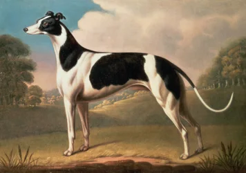 Chart, 1800 olej na płótnie