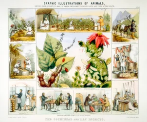 Owady koszenila i szelak, ok. 1850