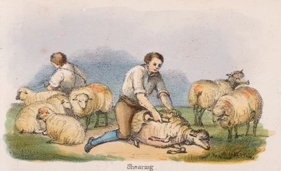 „Strzyżenie”, ok. 1845 r.