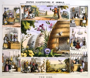 Pszczoła, ok. 1850