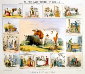Krowa, ok. 1850