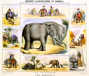 Słoń, ok. 1850
