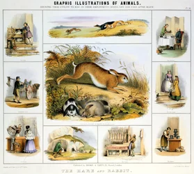 Zając i królik, ok. 1850