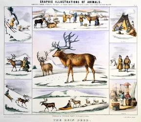 Renifer, ok. 1850