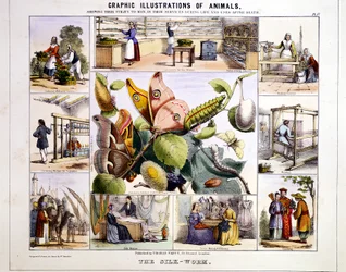 Jedwabnik, ok. 1850