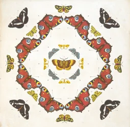 Fragment z tablicy 1, z książki Rzadkie przedstawienie motyli i ciem, wyd. 1764 (grawerowanie ręcznie kolorowane)