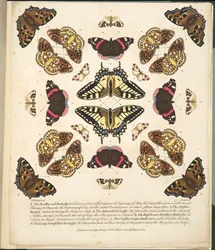 Tablica II, z Rzadkich przedstawień motyli i ciem, wyd. 1764 (grawerowanie ręcznie kolorowane)