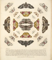 Tablica IV, z Rzadkich przedstawień motyli i ciem, wyd. 1764 (grawerowanie ręcznie kolorowane)