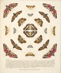 Tablica VIII, z Rzadkich przedstawień motyli i ciem, wyd. 1764 (grawerowanie ręcznie kolorowane)