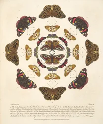 Tablica VII, z Rzadkich przedstawień motyli i ciem, wyd. 1764 (grawerowanie ręcznie kolorowane)