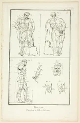 Projekt: Proporcje Herkulesa z Farnese, z Encyclopédie