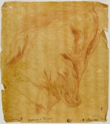 Głowa psa