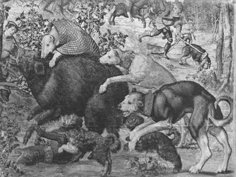 Polowania Maksymiliana, Koziorożca, Polowanie na dziki, szczegół przedstawiający psy gończe atakujące dzika, Fabryka Gobelinów patrz także 138999, 345944 gobelin zdjęcie bw