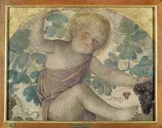 Zbieranie puttów - Putto pod pergolą, ok. 1514 (odłączony fresk na pokładzie)