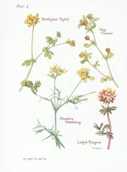 Ptasia koniczyna, Ladys Fingers, Hop Clover, Meadow Vetchling, 1951
