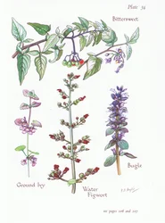 Słodko-gorzki, mielony bluszcz, trąbka, figwort wodny, 1951