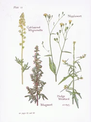 Mignonette cięte, bylica, sutek, musztarda żywopłotowa, 1951