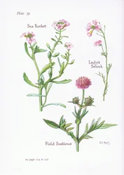 Ladys Smock lub Cuckoo Flower, świder polny, rakieta morska, 1951