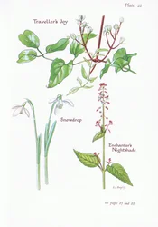 Podróżnik Joy, Enchanters Nightshade, Przebiśnieg, 1951