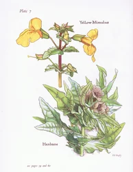 Żółty Mimulus, Henbane, 1951