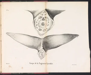 Sekcja płetwy ogonowej wieloryba, 1827 Coupe de la Nageoire Caudale (tytuł na obiekcie)