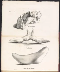 Trzy części kości gnykowej wieloryba, 1827 Os du Rocher / Os Hyoid / Corne de l