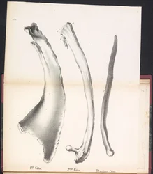 Trzy żebra wieloryba, 1827 1st Côte / 2me Côte / Derniere Côte (tytuł na obiekcie)