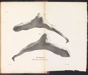 Hipbone wieloryba, 1827 Os Pelviens (tytuł na obiekcie)
